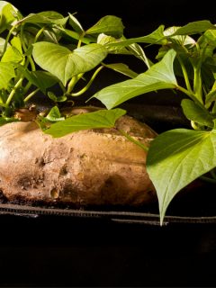 sweet potato in soil