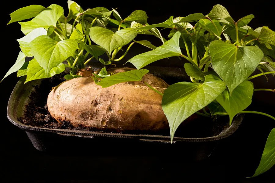 Understanding the process of growing sweet potato slips and preparing them for container planting
