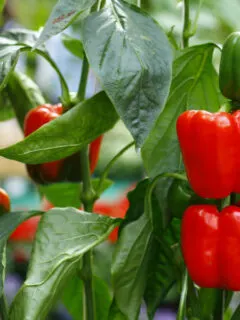 best fertilize pepper plants