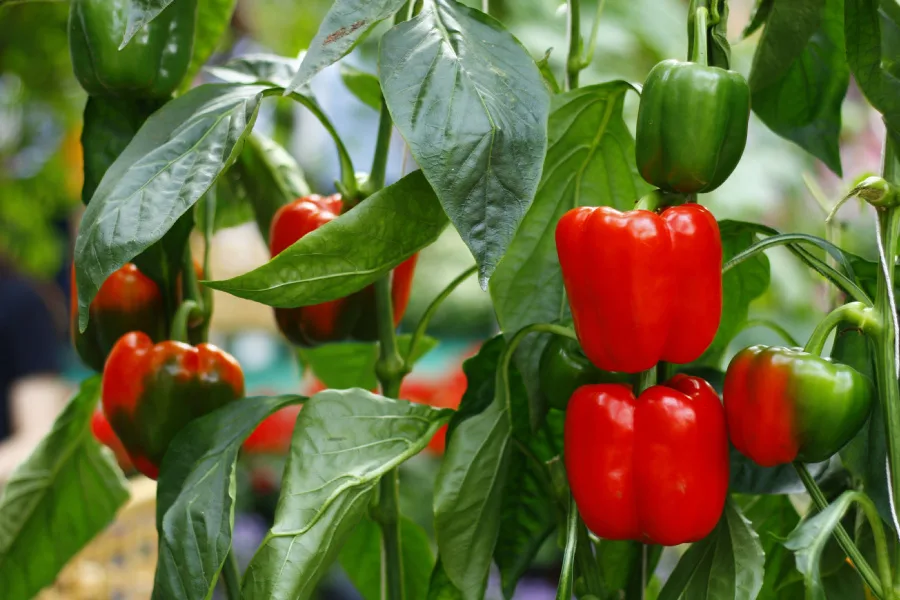 best fertilize pepper plants