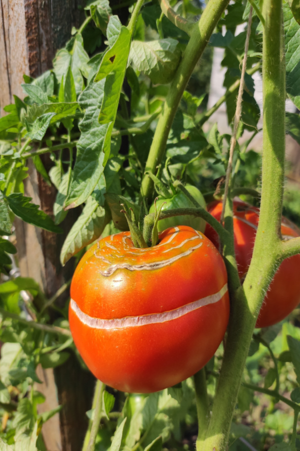 prevent tomatoes from cracking