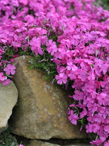 creeping phlox after they bloom