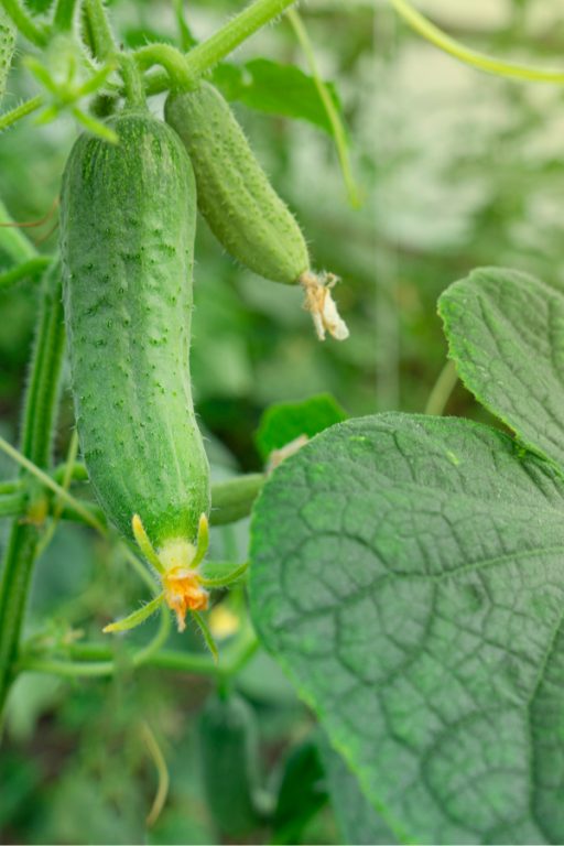 How To Prevent Powdery Mildew On Cucumber Plants
