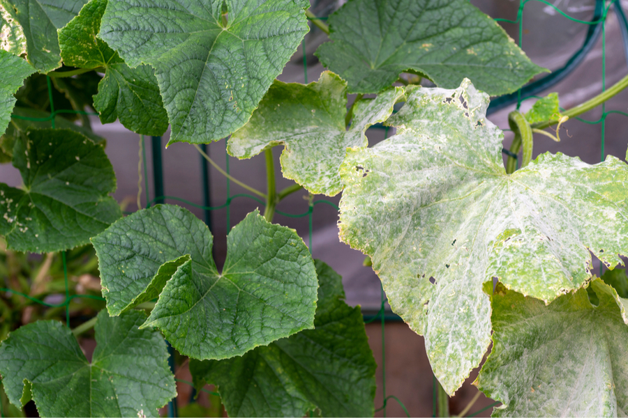 How To Prevent Powdery Mildew On Cucumber Plants