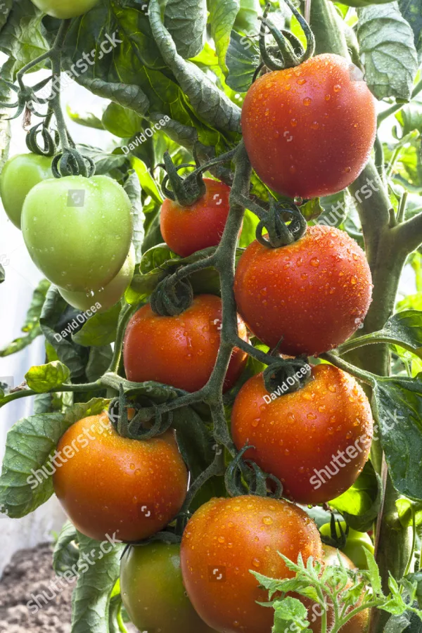 prevent tomatoes from splitting and cracking