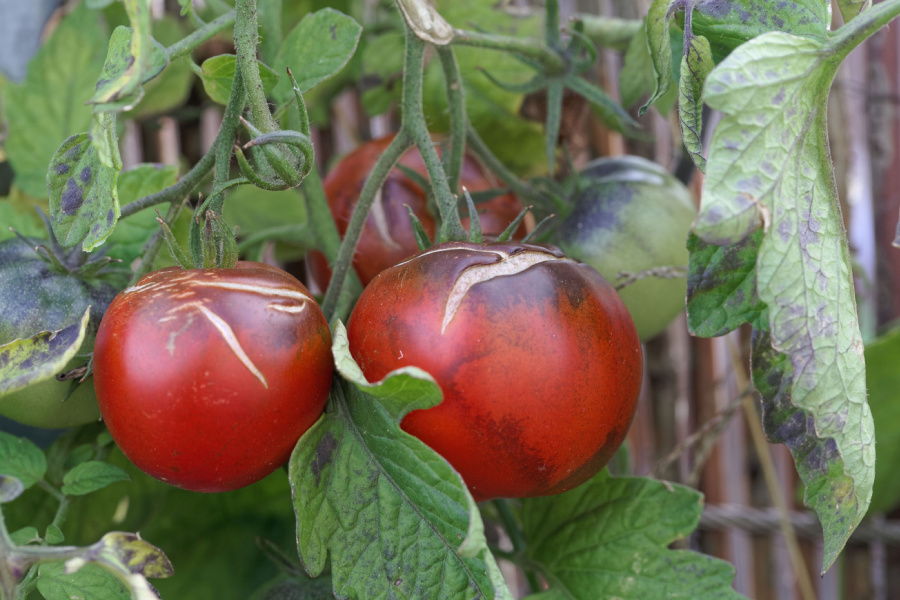 splitting tomatoes