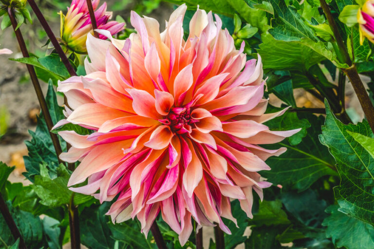 dinner plate dahlia