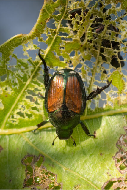 How To Protect Plants From Japanese Beetles - Getting Rid Of Beetles