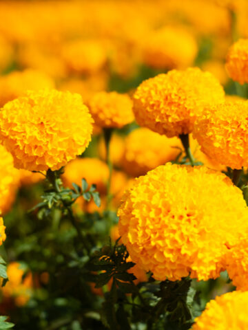 how to fertilize marigolds