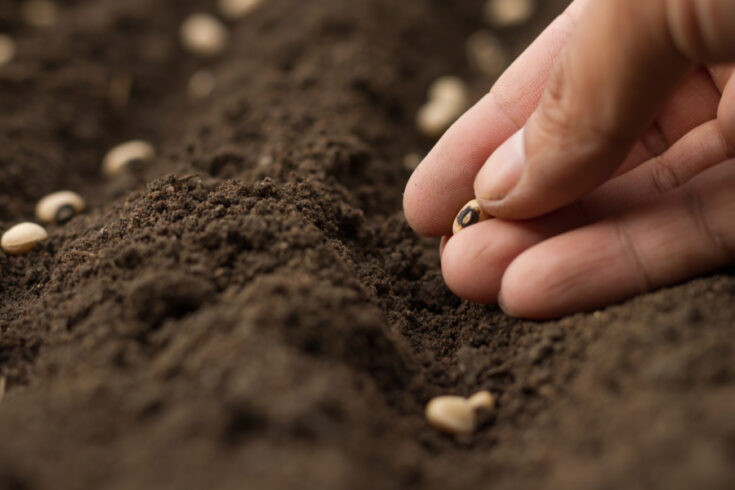 Starting Seeds Indoors - This Is My Garden