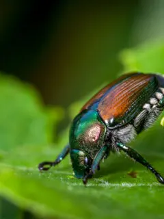 controlling Japanese Beetles