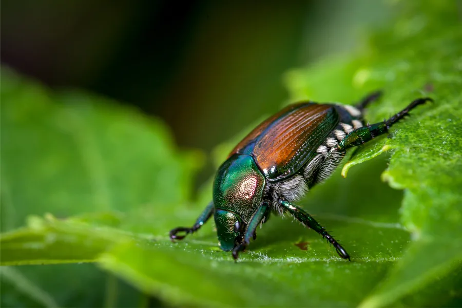 controlling Japanese Beetles