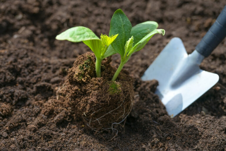 use compost in the garden