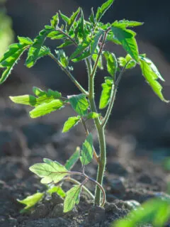 get tomato plants growing