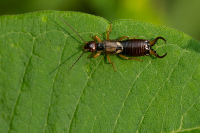 How To Get Rid Of Earwigs Naturally - Indoors And Outdoors!