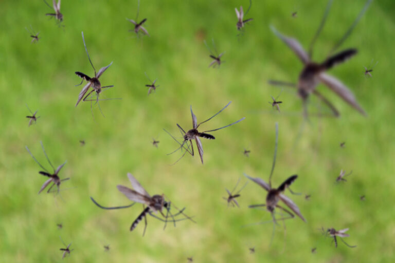 How To Keep Mosquitoes Out Of Your Yard Naturally!