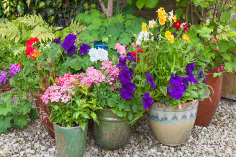potted plants blooming