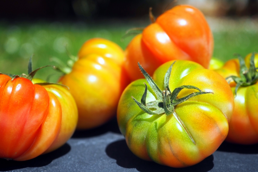 how to ripen tomatoes faster