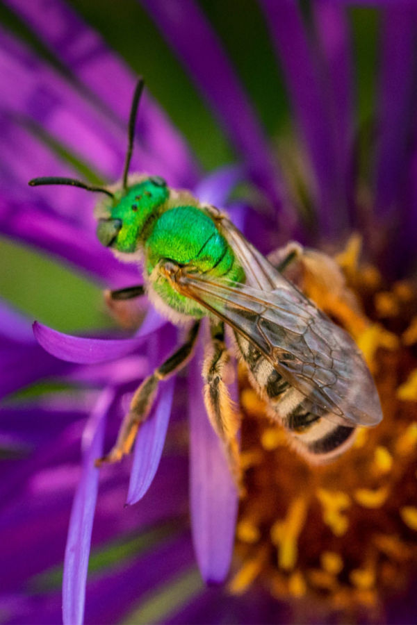 sweat bees pollinating asters