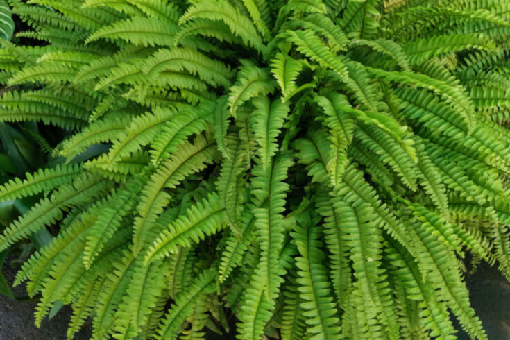 How To Divide Overgrown Ferns - Overwintering & Saving Ferns!