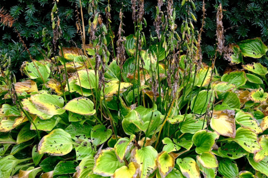 caring for hostas in late summer and fall