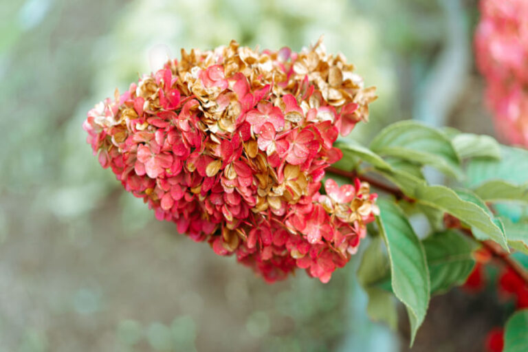 How To Care For Hydrangeas In Late Summer & Fall