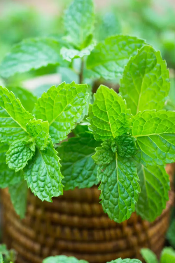 repelling sweat bees with mint