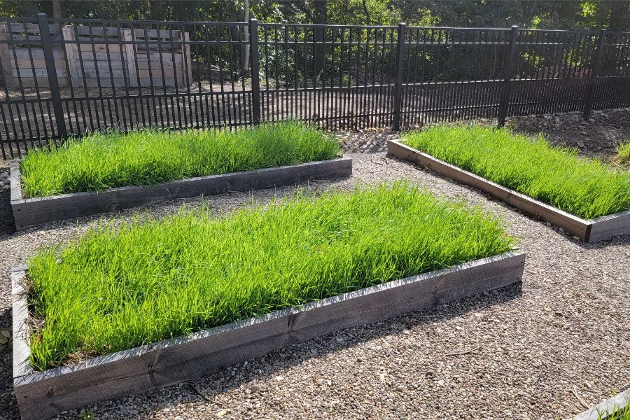 recharge raised beds with oats and peas