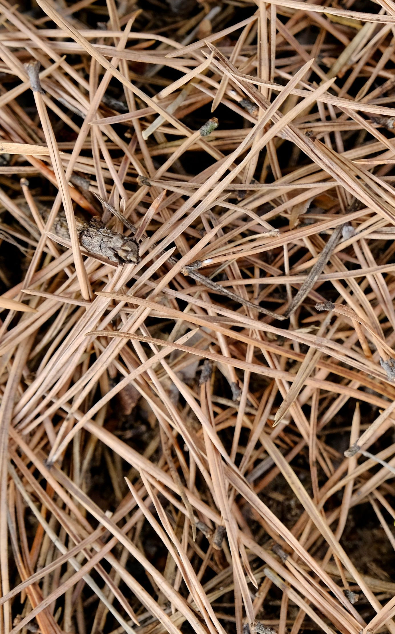 How To Use Pine Needles In Gardens & Beds And Where Not To!