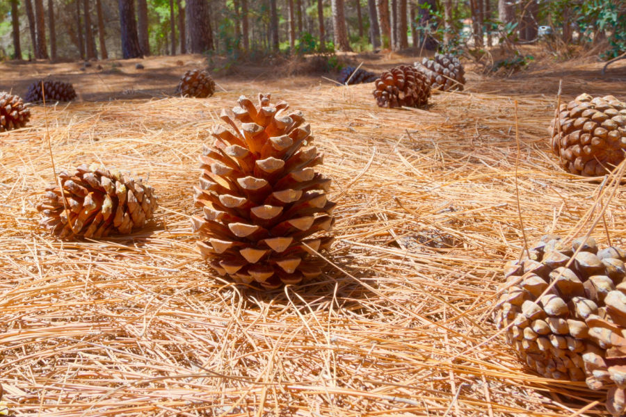 How pine needles can give us a lesson in waterproofing, Trees and forests