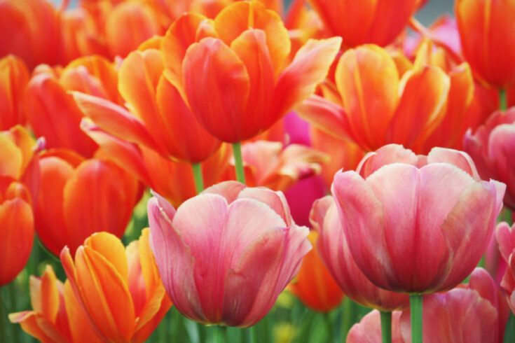 Planting Tulip Bulbs In The Fall - How To Plant For Spring Blooms!