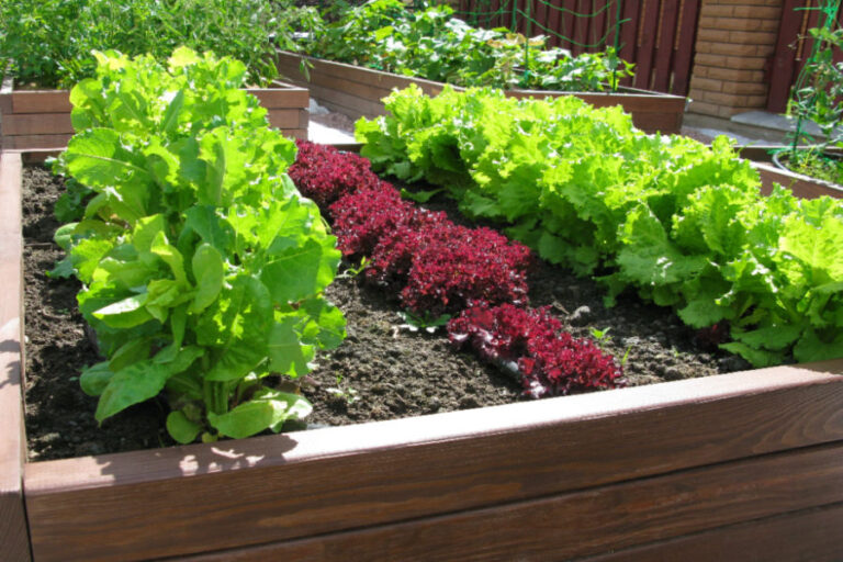 How To Recharge The Soil In Your Raised Beds This Fall