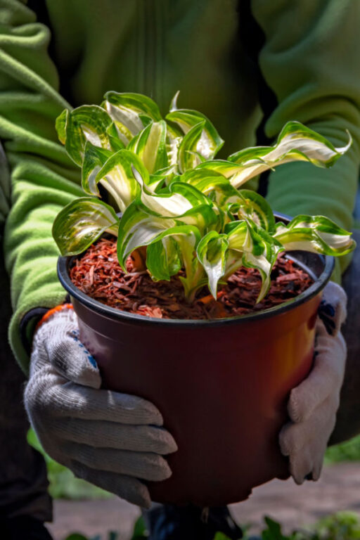 How To Save Potted Perennials Over Winter! Protect Potted Plants