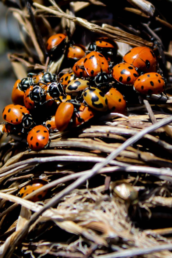Asian lady beetles - stop
