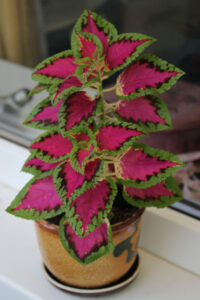 How To Grow Coleus As A Houseplant - Keep Coleus Plants Alive!