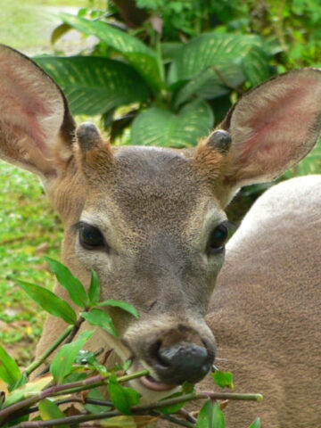 protect plants from deer