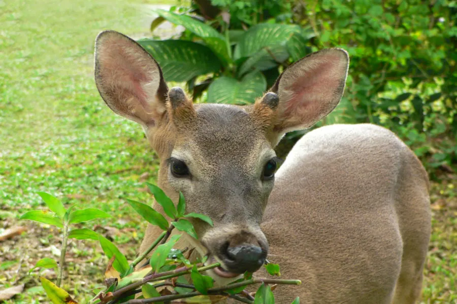 protect plants from deer