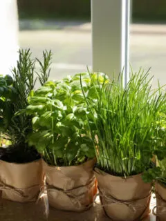 grow herbs indoors on a windowsill