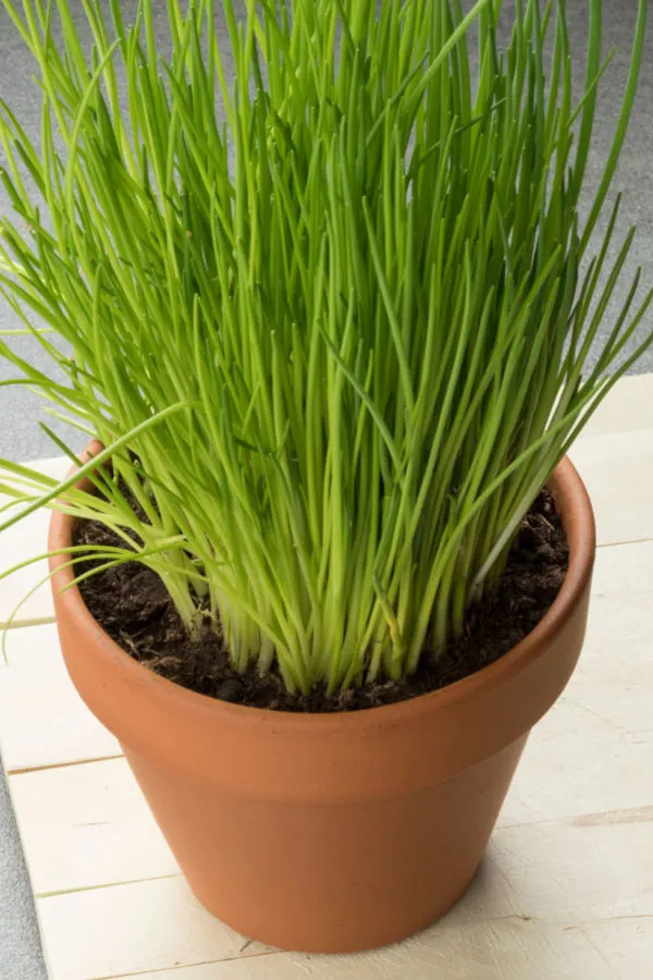 growing chives - growing herbs inside in the winter