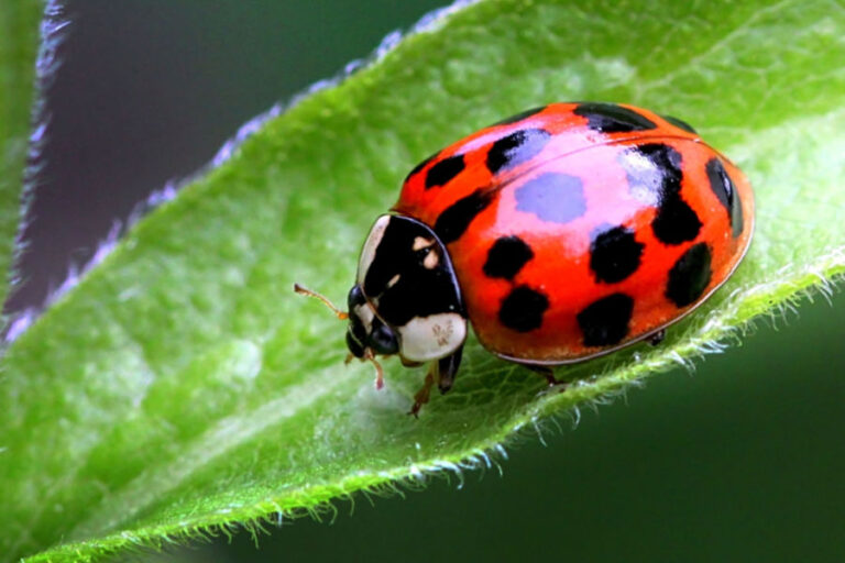 stop asian beetles