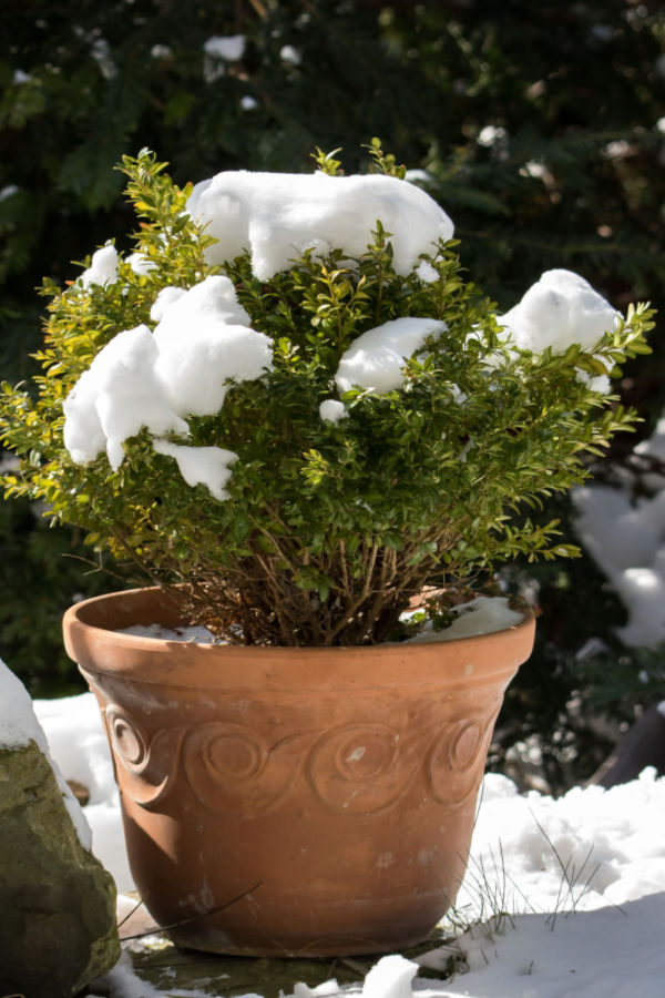 protect evergreens in winter
