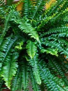 keep ferns alive indoors