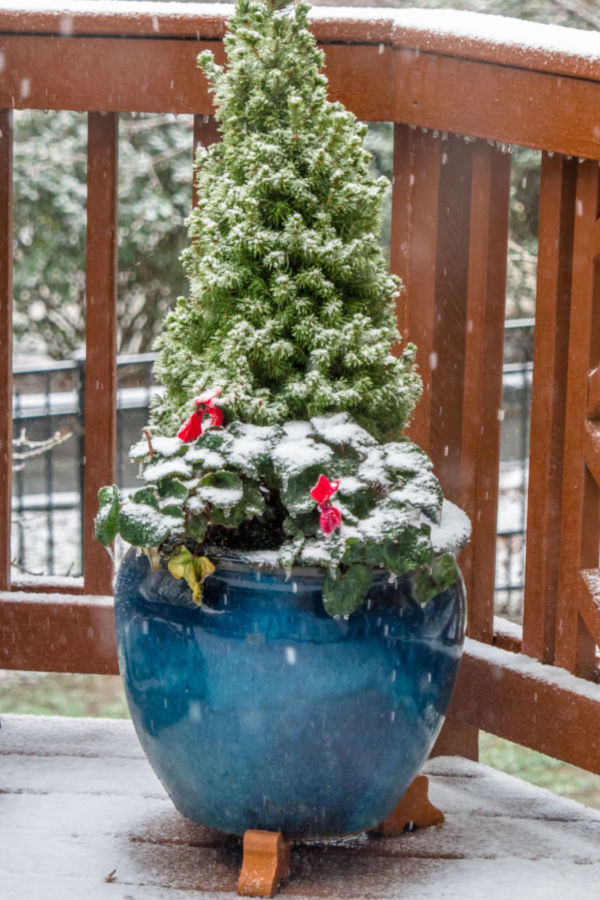 how to protect potted evergreens