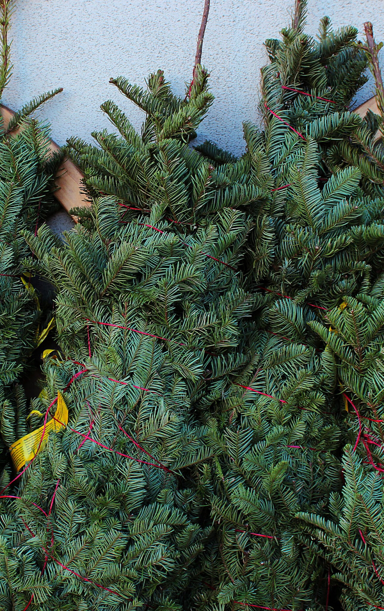 how-to-select-the-best-christmas-tree-variety-for-your-home