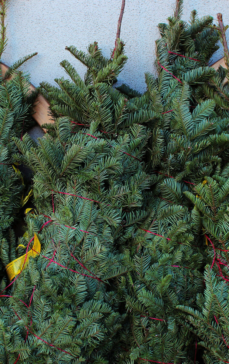 How To Select The Best Christmas Tree Variety For Your Home!
