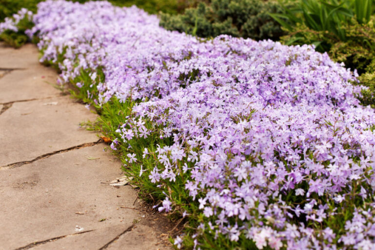 best perennial border plants
