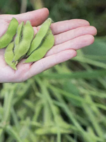 growing edamame