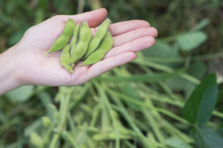 growing edamame