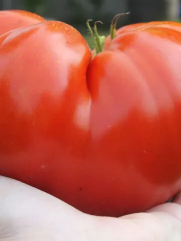 how to grow huge tomatoes
