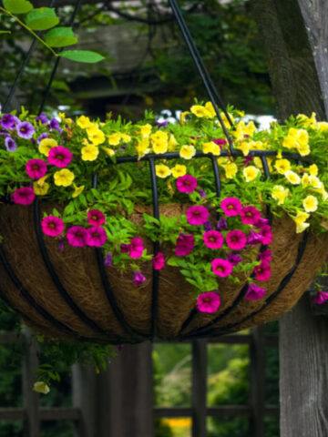 start hanging baskets from seed